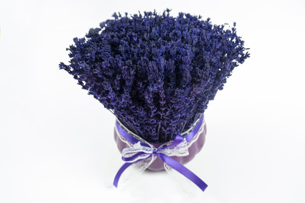 漂亮的紫色薰衣草在花盆中，孤立在白色背景，顶部的紫色花，薰衣草与花瓶的特写图片下载