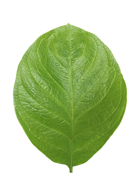 绿叶孤立在白色背景上图片下载