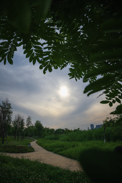 黄昏时河边的树木图片下载