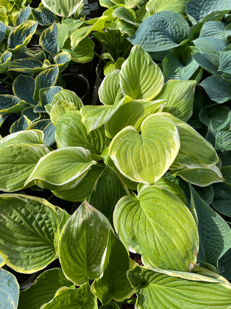 全帧图像不同品种的车前草百合(玉簪)与银，绿色和黄色杂色的叶子，升高的观点，关注前景图片下载