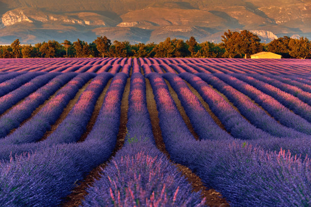 法国普罗旺斯，日落阳光下的薰衣草田图片下载