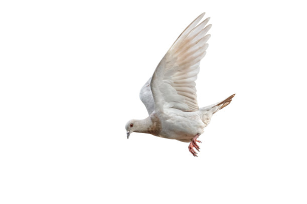 野鸽在空中飞行的行动场景，孤立在白色背景与剪辑路径图片下载