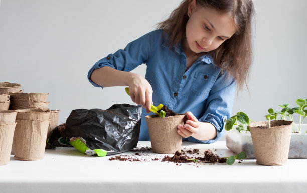 把幼苗移栽到泥炭盆里。图片下载