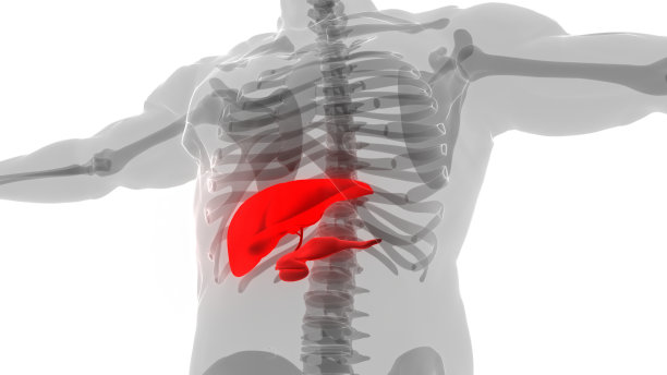 人体内部消化器官及肝脏解剖图片下载