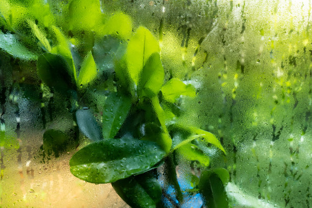 绿叶为背景，玻璃表面抽象水。图片下载