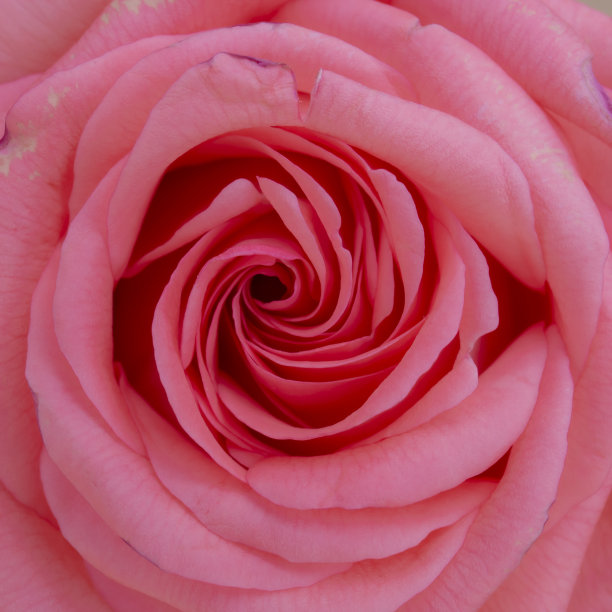 粉红色玫瑰花-俯瞰图片下载