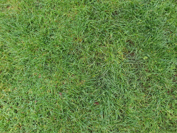 公园里郁郁葱葱的草坪总是修剪得又漂亮又干净图片下载