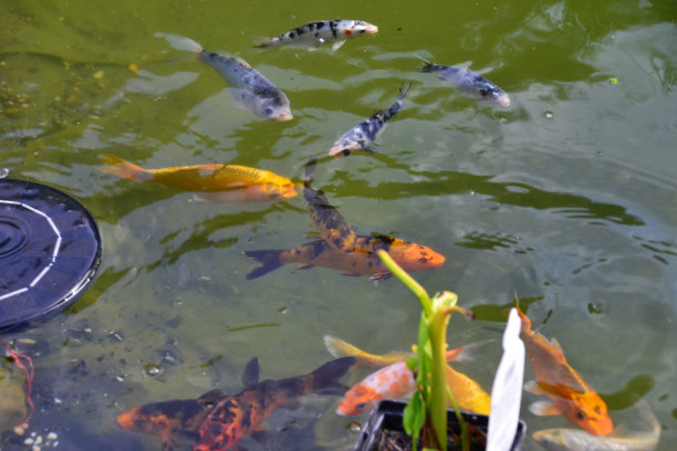 池塘里的小锦鲤图片下载