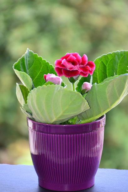 花盆里的红色大石莲花图片下载