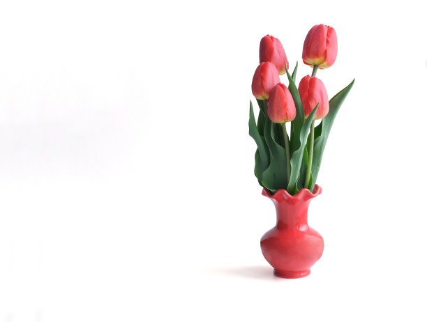 一束郁金香在一个红色的花瓶，孤立在一个白色的背景图片下载