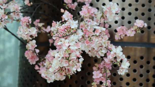 樱花在日本文化活动图片下载