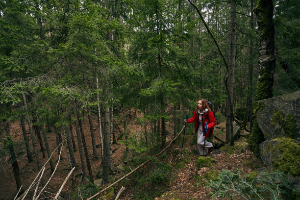 女游客穿过森林与北欧步行杆图片下载