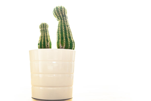 仙人掌多刺植物多肉常绿室内花在花盆拷贝空间植物群背景图片下载