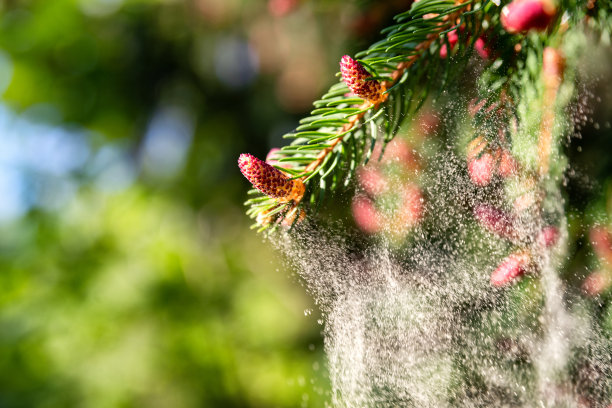 花粉从新松花上飘落图片下载