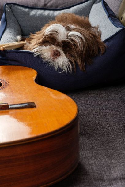 6个月大的狮子狗睡在他的床上，周围是鸡腿和吉他。图片下载