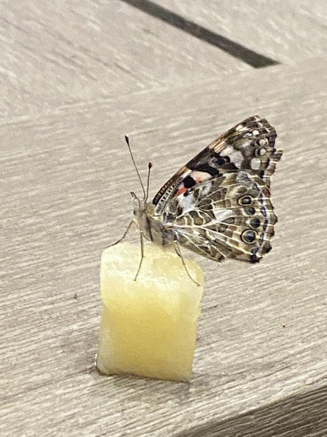 蝴蝶坐在菠萝上吃图片下载