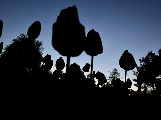 郁金香在黎明图片下载