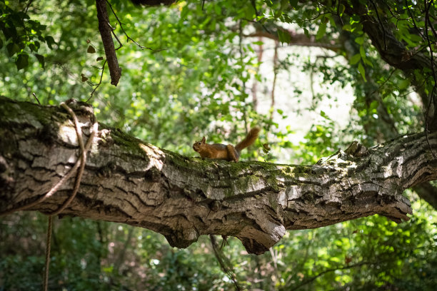 树枝上的白种松鼠。Kazdaglari (Ida Mountain)国家公园图片下载