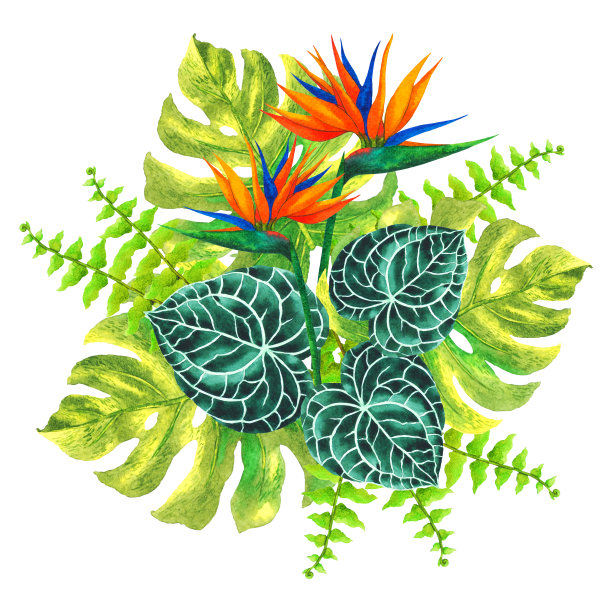 天堂鸟，红掌，菊苣，蕨类植物热带花卉花叶模板框架水彩画插图设计卡背景婚礼邀请装饰艺术图案图片下载