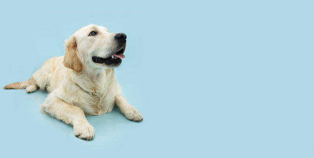 旗帜拉布拉多寻回犬小狗躺下，看着别处。孤立在蓝色粉彩背景图片下载