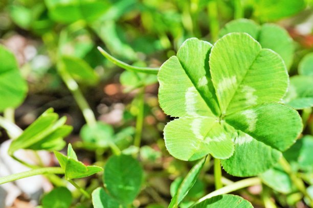 在户外拍摄的四叶三叶草图片下载