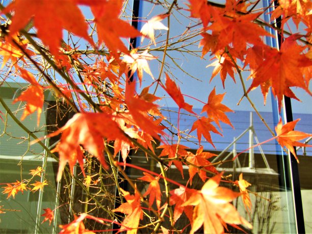 日本。12月底晴朗的一天。秋天在城市。图片下载
