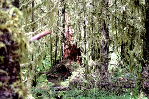 长满青苔的森林里的断树桩图片下载