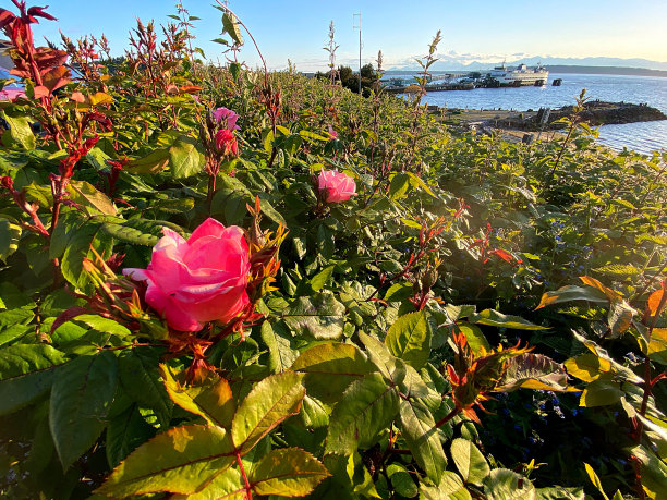 Edmonds，华盛顿日落酒店图片下载