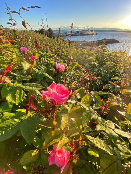 Edmonds，华盛顿日落酒店图片下载