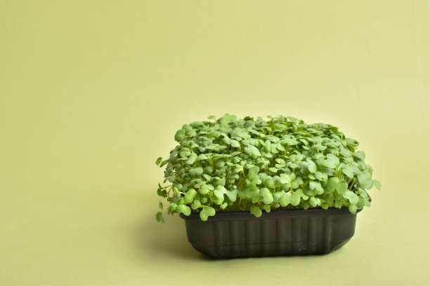 绿色背景的塑料容器里的芝麻菜。在增长。图片下载