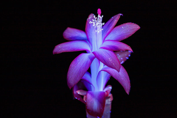 紫外光下明亮的粉红色花图片下载