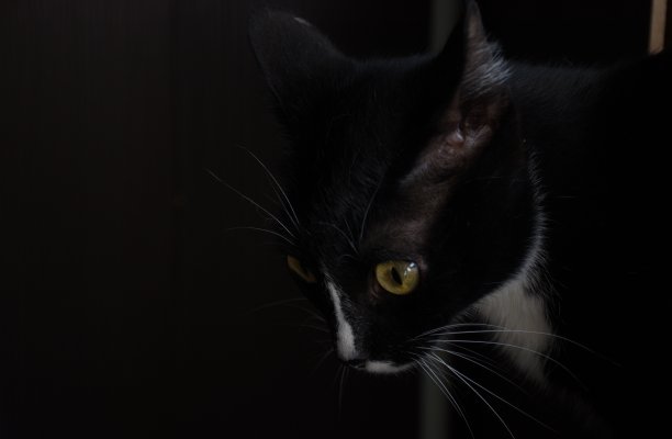 一只黑猫惊讶地看着黑色背景上的绿色眼睛图片下载