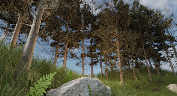 广角观松林自然景观景观图片下载