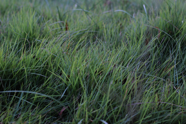 草很长很吸引人图片下载