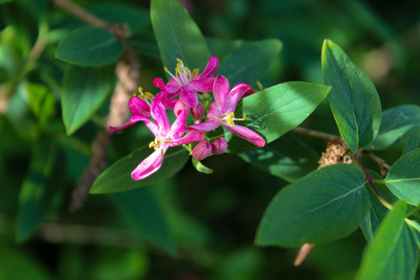 粉色/黄色野花图片下载