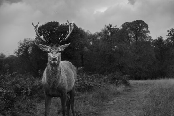 鹿图片下载