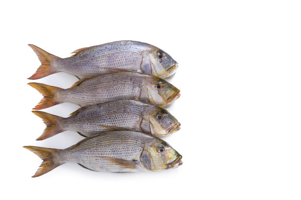 普通Dentex鱼群在白色上孤立的一排，来自拟鲷科，如鲷鱼和鲷鱼图片下载