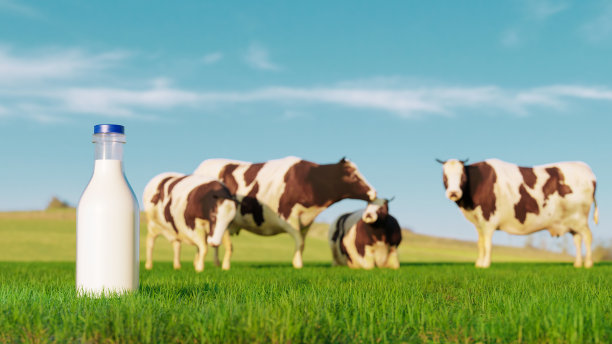 牧场上的奶牛为消费者运送鲜奶图片下载