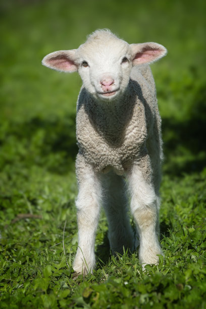 小绵羊在围场里图片下载