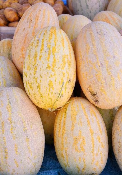 成熟甜瓜(拉丁甜瓜)的新收获图片下载