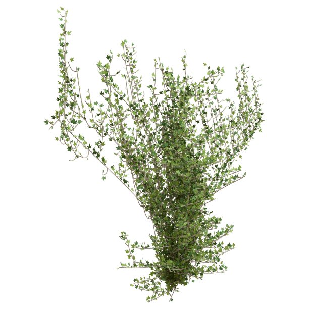 攀援植物藤蔓孤立在白色背景3d插图图片下载