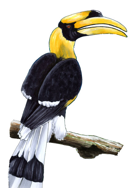 白底犀鸟插图图片下载