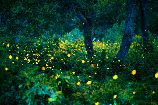 萤火虫在森林里飞舞。泰国普拉钦布里夜晚灌木丛中的萤火虫。散光的萤火虫在森林里飞行的夜晚时间。长时间曝光的照片在夜间有噪音，选择性对焦。图片下载