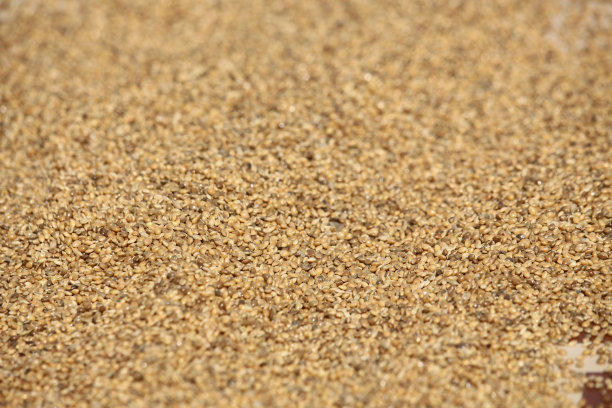 谷物正在阳光下晒干。谷物的特写图片。Bajriga鸟食物图片下载