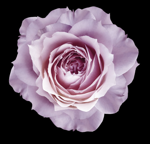 紫色玫瑰花孤立在黑色背景与修剪路径。特写镜头。为设计。大自然。图片下载