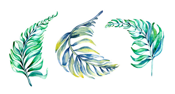 三个热带树叶水彩插图在白色图片下载