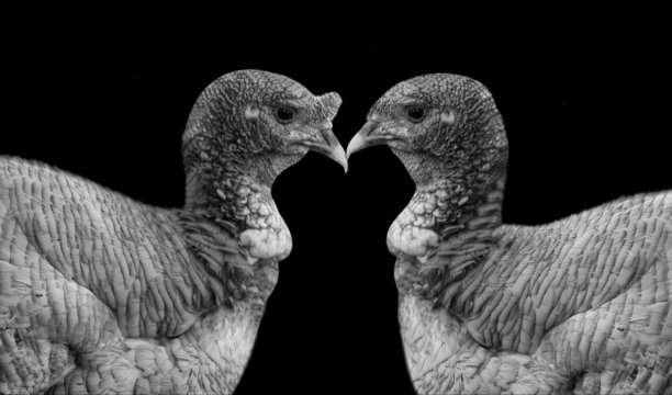黑色背景中两只火鸡的特写脸图片下载