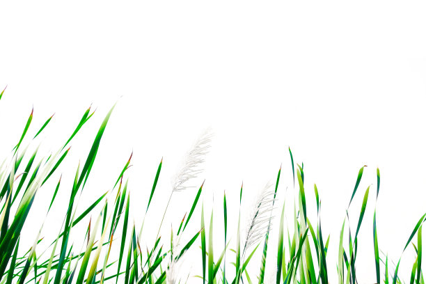 长草芦苇图片下载