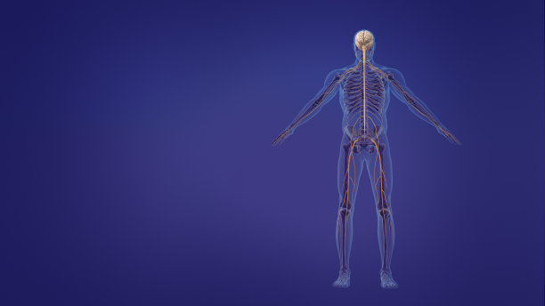 人类大脑和神经系统图片下载