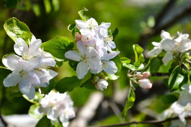 苹果树开花。春天果树开花。苹果公司花的背景。年轻的春天自然照片。图片下载